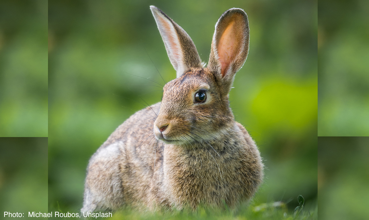 rabbit for sketching 1 minute
