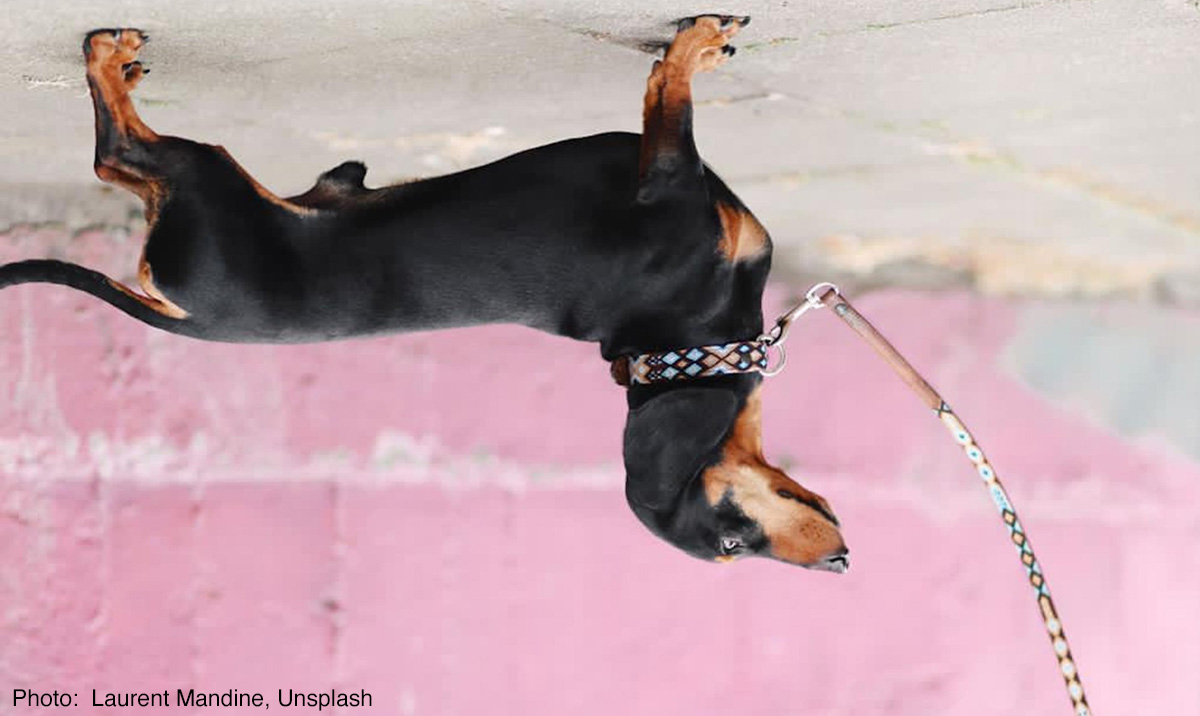 Barbara Baumann Dog motif verkehrt